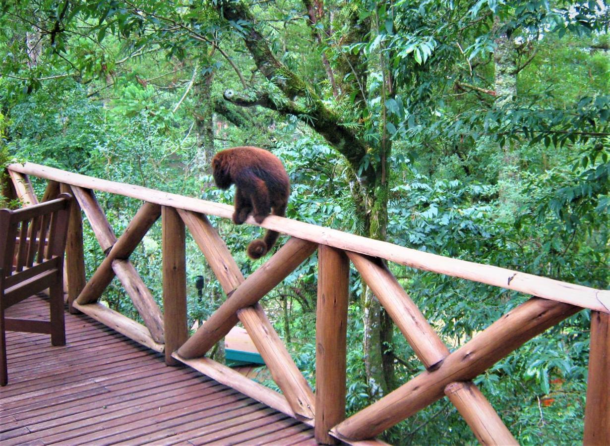 Villa Flor Ecoresort Nova Petropolis Buitenkant foto